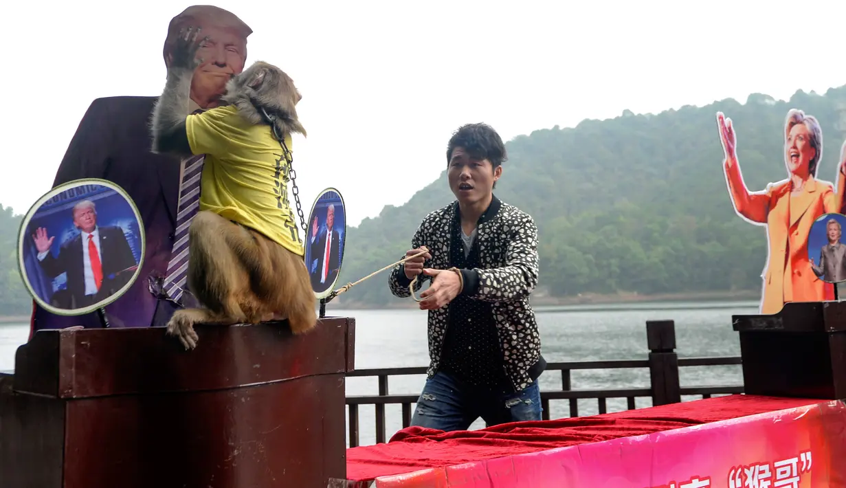 Seekor monyet mencium foto Donald Trump saat memprediksi hasil Pilpres AS 2016, di Changsha, Provinsi Hunan, China, Kamis (3/11). Awalnya, monyet ini terdiam di antara foto Donald Trum dan rivalnya, Hillary Clinton. (REUTERS/Stringer)