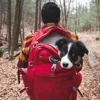 Ternyata, anjing bisa jadi teman terbaik saat kamu berkemah.