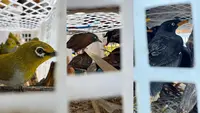 1.320 Burung Berbagai Jenis Penghuni Hutan Sumatera Diangkut ke Jawa