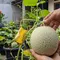 14 Cara Menanam Melon dalam Pot agar Buahnya Besar, Begini Perawatan yang Tepat