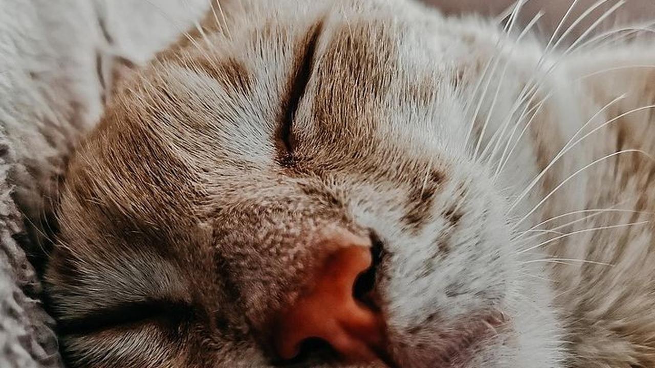 Cerita Kucing Lucu dan Receh, Sederhana tapi Menghibur