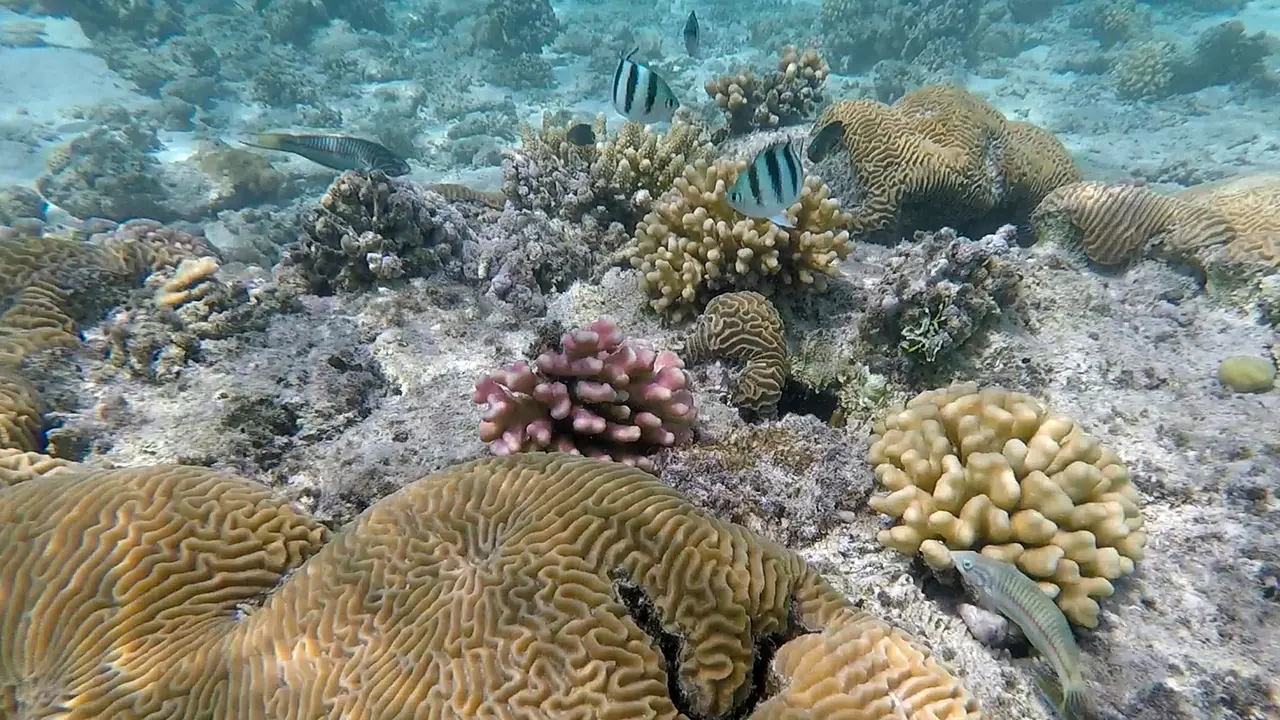 Laut Merah Arab Saudi