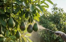 6 Pohon Buah yang Tahan terhadap Kutu Putih, Cocok untuk Pekarangan Rumah