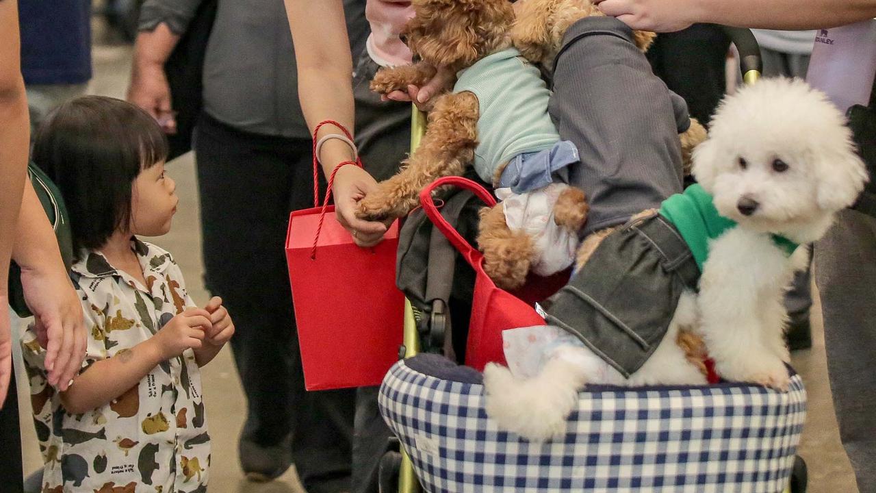 FOTO: Keseruan Pengunjung dengan Binatang Kesayangan saat Pet Fest 2025