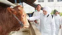 Khofifah Bawa Jatim Pemasok Hewan Kurban Nasional: Surplus dan Bebas Penyakit