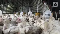 Harga Ayam Rp 40.000 per Kg di Pasar, Peternak: Ada Mata Rantai yang Harus Dibuka