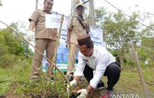 Manggis Klabang, Si Langka dari Bangka Belitung: Sampel Dikirim ke BRIN untuk Penelitian Penyelamatan Spesies Terancam Punah