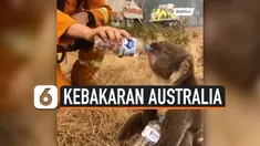 THUMBNAIL KOALA