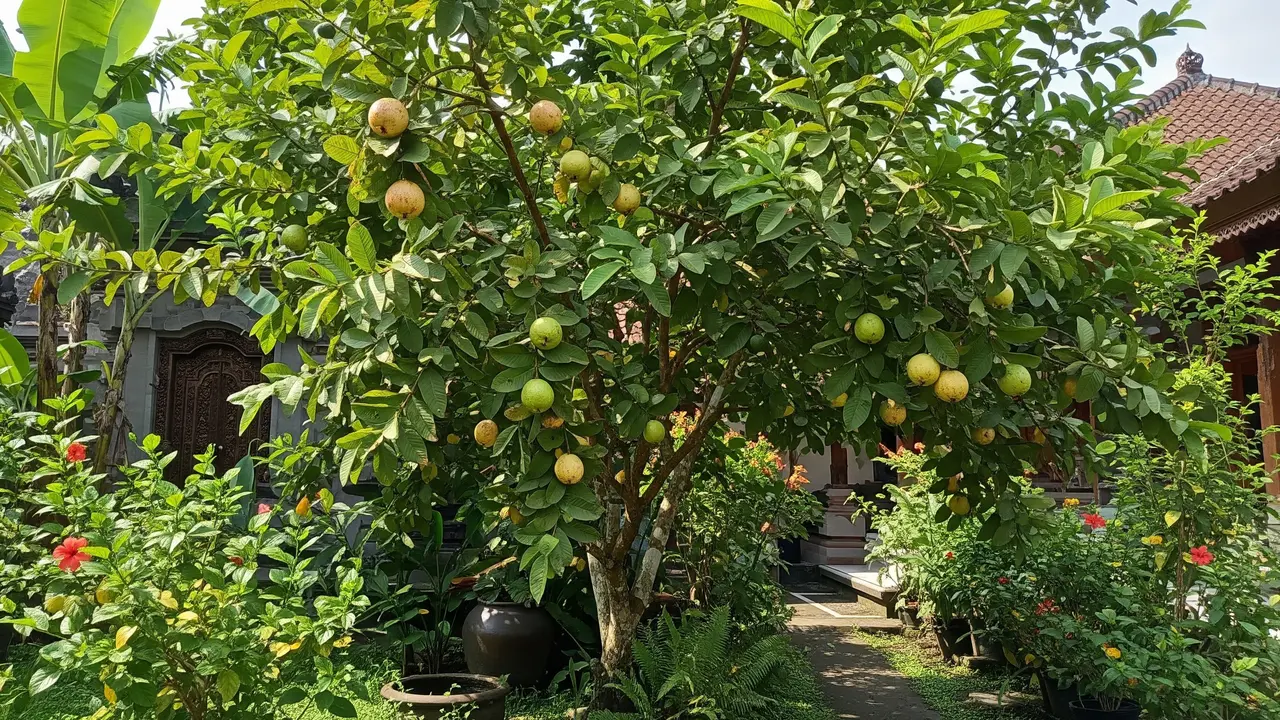 9 Cara Menanam Jambu Biji di Rumah, Panen Sendiri dari Pekarangan