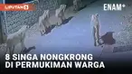 8 Ekor Singa Muncul di Permukiman Warga di India