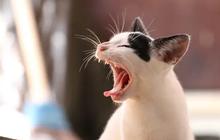 Cara Mengusir Kucing Liar Agar Tak Kembali Lagi Tanpa Menimbulkan Stres atau Rasa Takut pada Hewan Tersebut