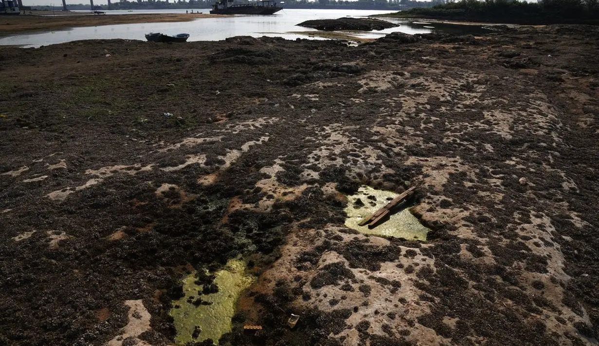 Moluska menutupi dasar terbuka aliran San Francisco yang mencapai sungai Paraguay di tengah kekeringan bersejarah yang mempengaruhi levelnya, di Mariano Roque Alonso, Paraguay, Senin (20/9/2021).  (AP Photo/Jorge Saenz)