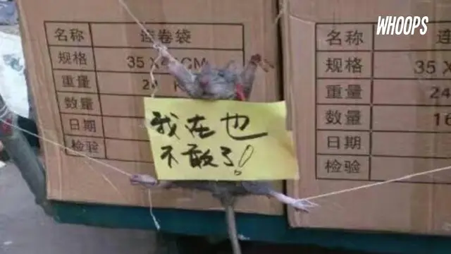 Tikus malang ini juga badannya ditempeli dengan kertas berisi ungkapan penyesalan.