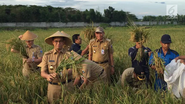 Anies Baswedan Panen Padi di Sawah
