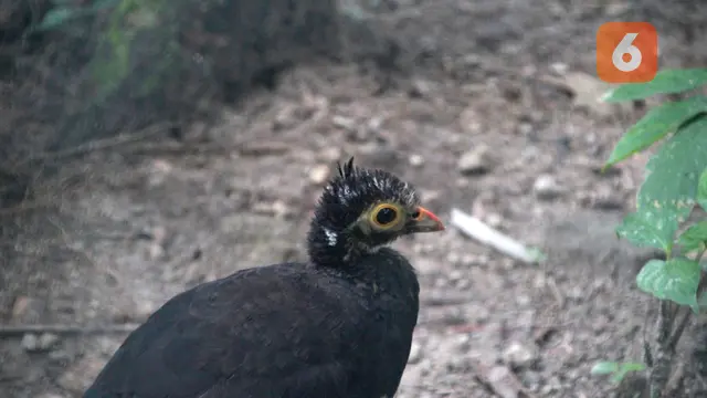 Induk burung maleo yang baru dirilis dari penakaran (Arfandi Ibrahim/Liputan6.com)