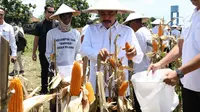 Menteri Imipas Agus Andrianto Panen Jagung di Sidoarjo, Tegaskan Komitmen Dukung Ketahanan Pangan Nasional