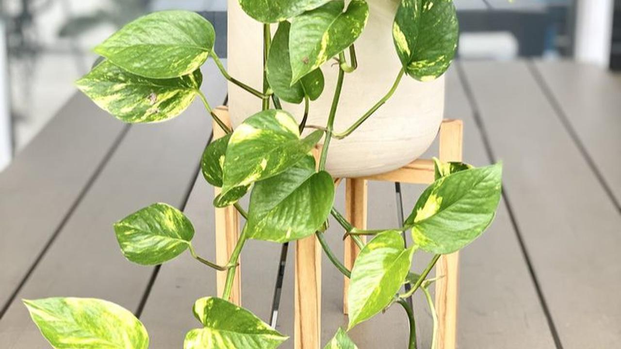 golden photos plant