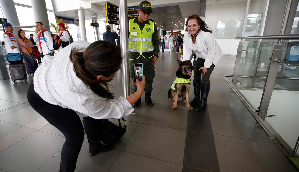 Seorang wanita berfoto dengan anjing polisi ahli pengendus narkoba, Sombra di bandara El Dorado, Bogota, 26 Juli 2018. Anjing itu diburu geng narkoba Kolombia, Urbenos karena berhasil menggagalkan penyelundupan 10 ton kokain miliknya (AP/Fernando Vergara)