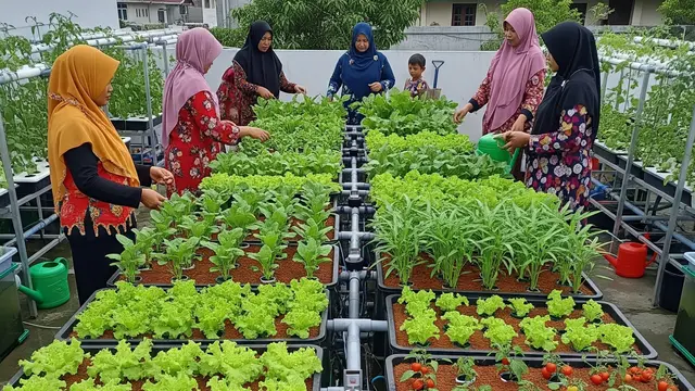 Ide Kebun Sayur Hidroponik untuk Ibu PKK