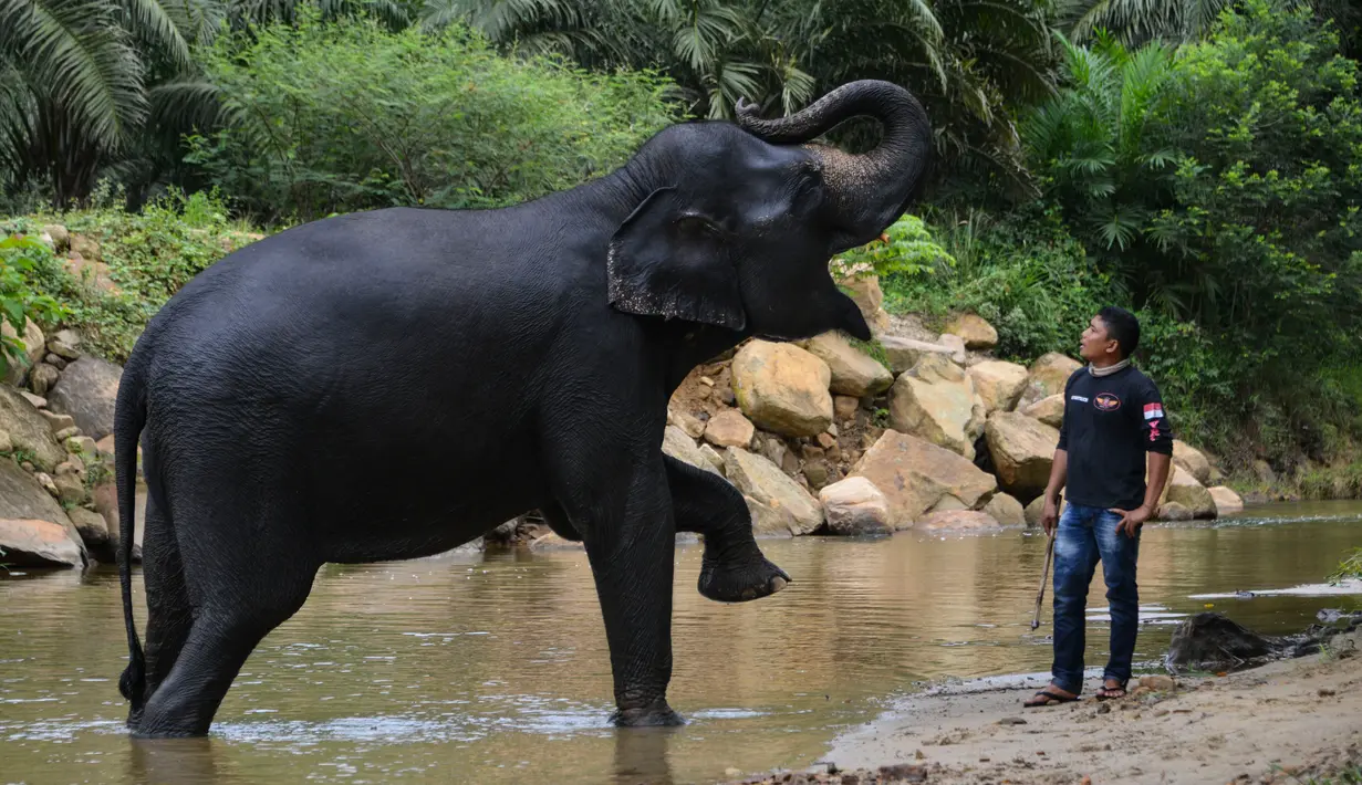Pawang melatih gajah Sumatera seusai dimandikan di sungai di Koridor Satwa Trumon, Kawasan Ekosistem Leuser, Aceh Selatan pada 15 April 2019. Ekosistem Leuser ini merupakan rumah bagi 105 spesies mamalia, 382 spesies burung, dan setidaknya 95 spesies reptil dan amfibi. (CHAIDEER MAHYUDDIN / AFP)