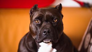 Ilustrasi anjing pitbull. (dok. Yohan Cho/Unsplash.com)