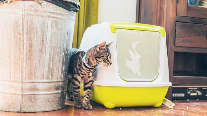 Ilustrasi litter box kucing (Shutterstock)