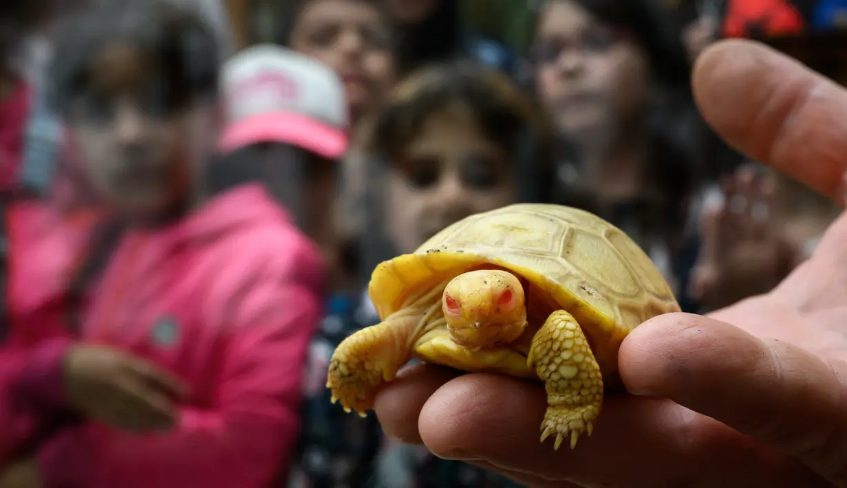 Sebuah gambar pada 3 Juni 2022 menunjukkan bayi kura-kura raksasa Galapagos albino yang unik di punggung kura-kura lain, keduanya lahir pada awal Mei di Tropicarium of Servion, Swiss barat. Sang induk, yang beratnya lebih dari 100 kilogram, bertelur lima pada 11 Februari dan bayi albino menetas pada 1 Mei. (FABRICE COFFRINI/AFP)