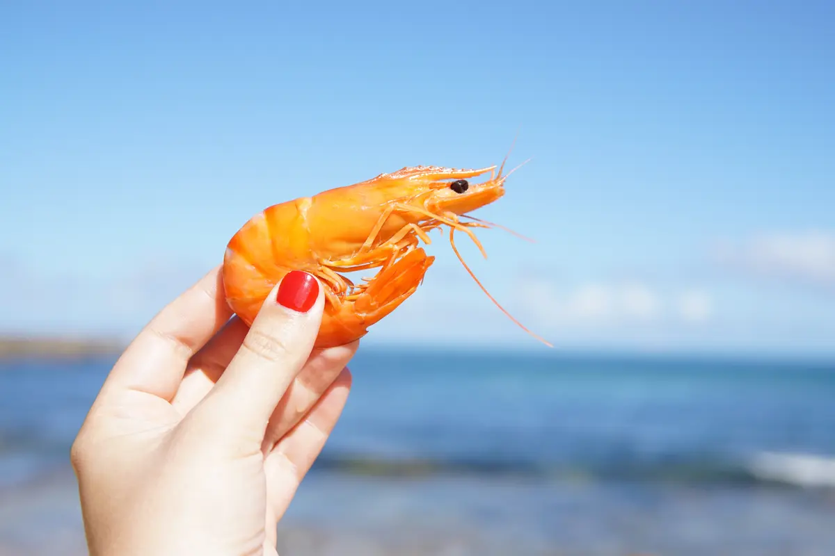 Ilustrasi mimpi, udang