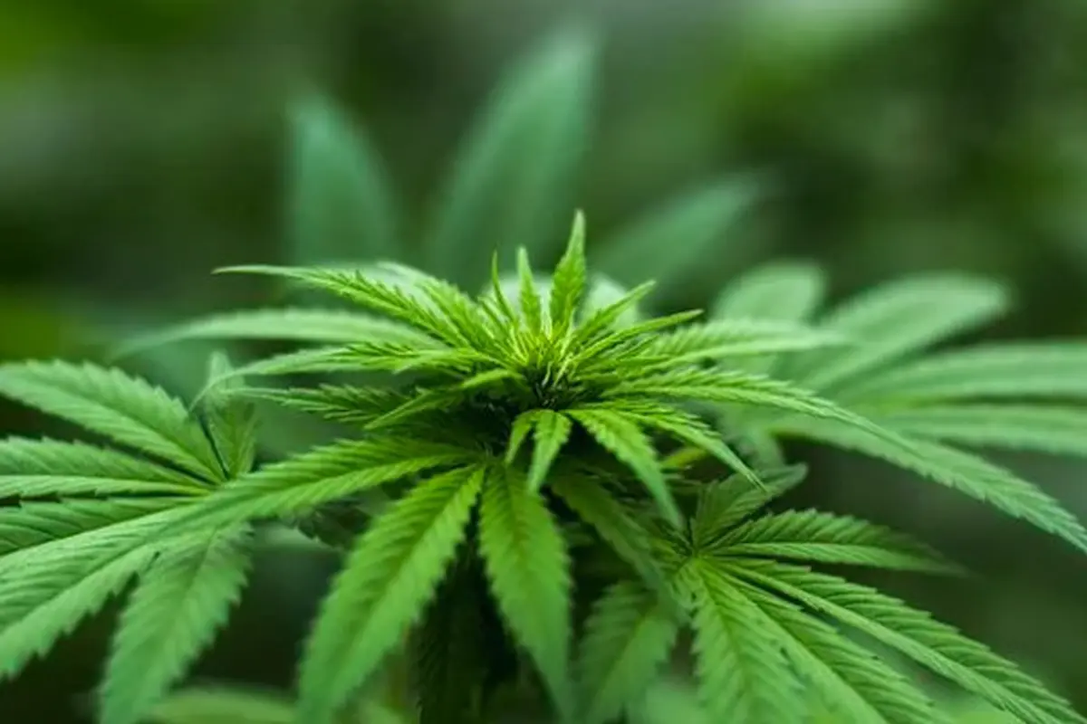 ilustrasi ganja