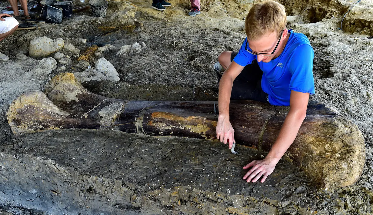 Peneliti National History Museum of Paris, Maxime Lasseron memeriksa tulang paha dinosaurus raksasa Sauropoda yang ditemukan awal minggu lalu di sebuah situs penggalian di barat daya Prancis, 24 Juli 2019. Tulang paha dengan panjang dua meter ini diklaim berusia 140 juta tahun. (GEORGES GOBET/AFP)
