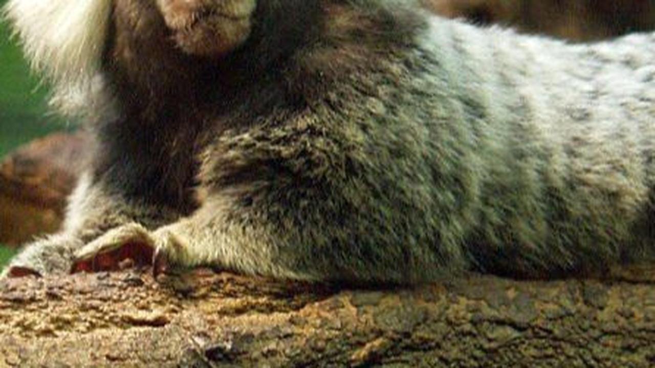 4. Common Marmoset<br>