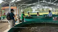 Panen ikan lele melalui usaha budidaya ikan lele bioflok, Kamis (17/12/2020).