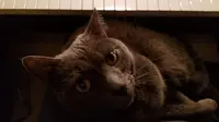 Do Cats Like Music? (Unsplash.com)