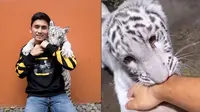 6 Momen Alshad Bareng 'Selen' Harimau Putih, Tangan Bengkak Karena Digigit (sumber: Instagram/alshadahmad)