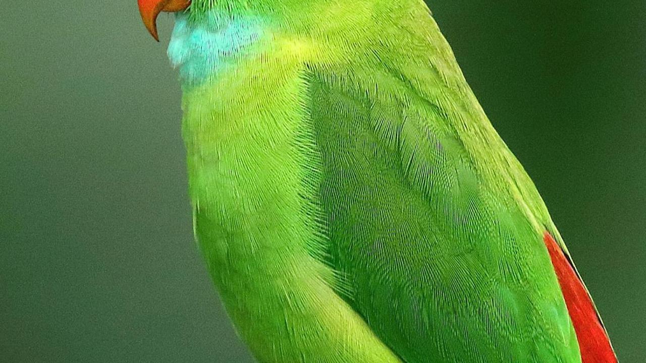 <b>Burung Parkit</b>