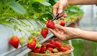 9 Buah dan Sayuran yang Berkali-kali Panen dalam Setahun, Hasilnya Melimpah