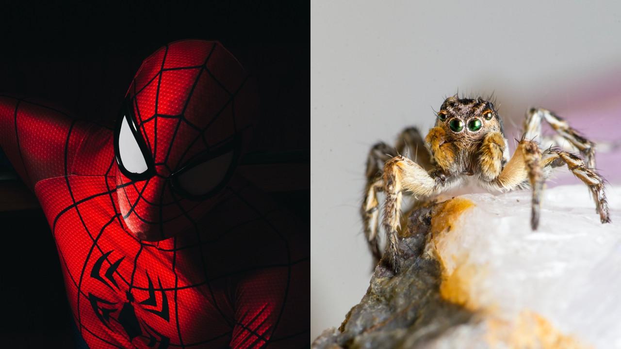 Ingin Jadi Spider-Man, Bocah Ini Rela Digigit Laba-Laba hingga Nyaris ...