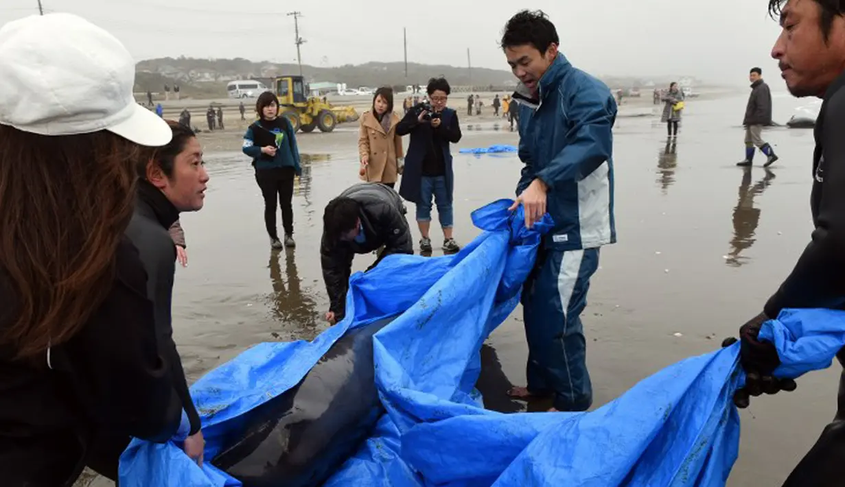 Lebih dari 130 lumba-lumba berkepala ikan paus (Pephonocephala Electra) terdampar di pantai Hokota, Jepang, Jumat (10/4/2015). Sejumlah warga berusaha menyelamatkan ikan paus yang terdampar dipinggir pantai Hokota. (AFP PHOTO/Toshifumi Kitamura)