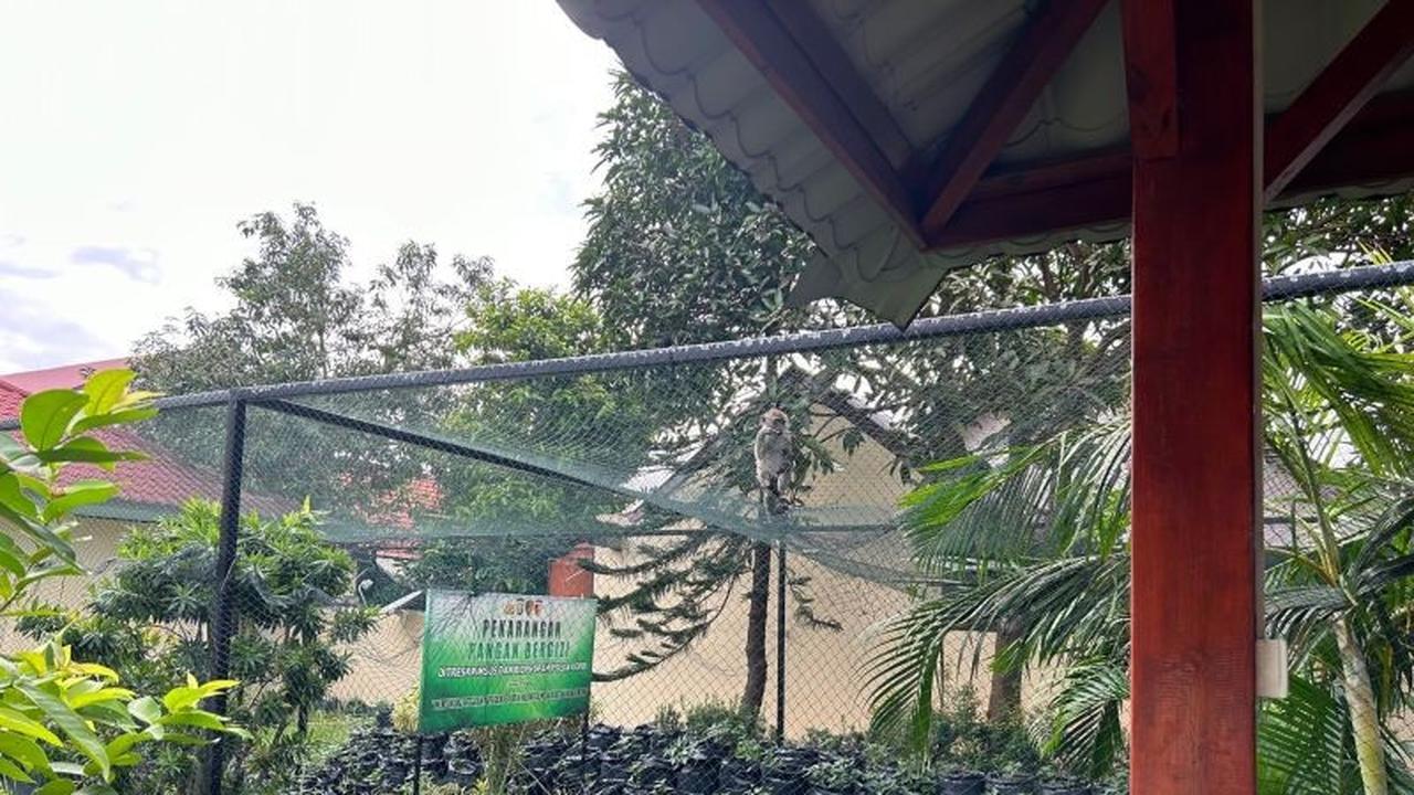 Tahukah Anda Mengapa Monyet Masuk Permukiman di Batam? BBKSDA Riau Ungkap Penyebabnya