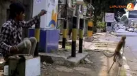 [VIDEO] 5 Monyet di Jakarta Utara Kena Razia