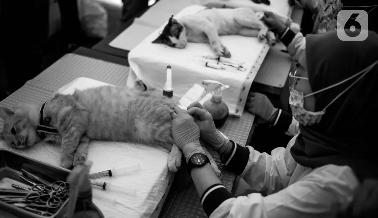 Petugas Bidang Peternakan Dinas Ketahanan Pangan dan Pertanian DKI Jakarta melakukan kastrasi atau kebiri terhadap kucing jantan lokal di Balai Kota DKI, Selasa (15/10/2019). Kegiatan memperingati Hari Rabies Dunia 2019 ini diharap bisa mengendalikan populasi kucing. (Liputan6.com/Faizal Fanani)