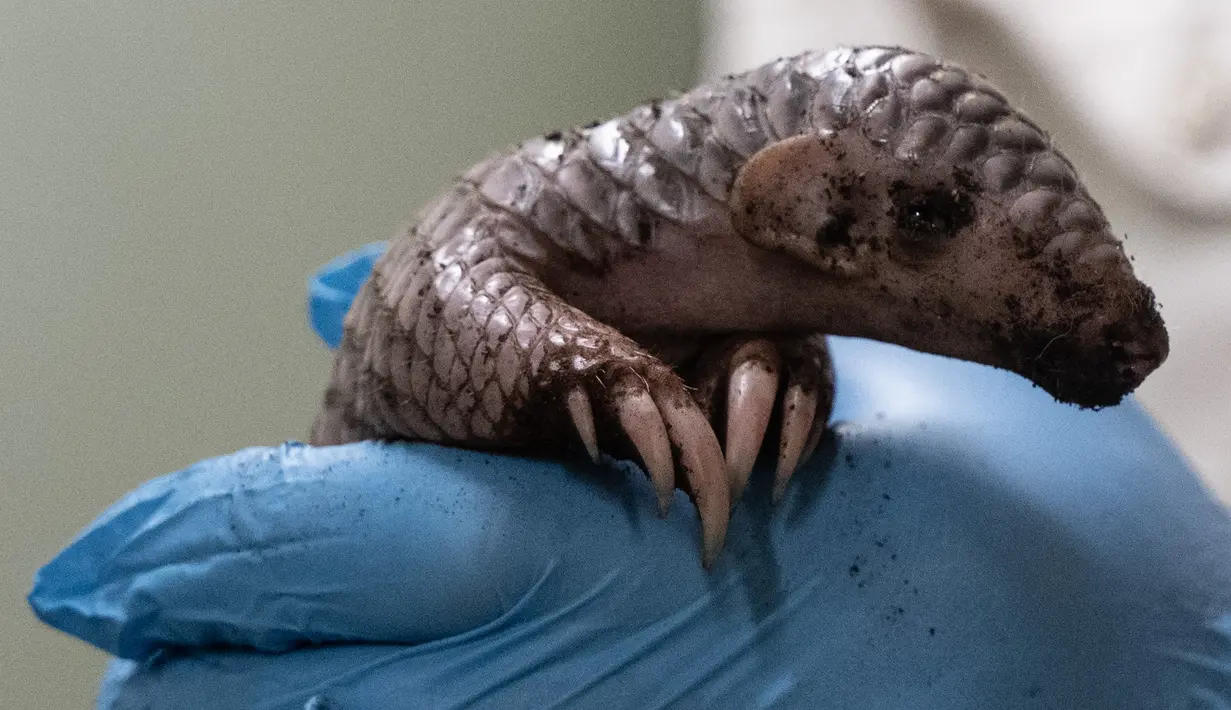 Dengan berat lahir 141 gram, ia diperkirakan akan mencapai 250 gram pada minggu ini. (Michal Cizek / AFP)