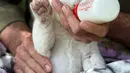 White King, anak singa putih pertama yang dilahirkan di Spanyol, diberikan botol susu di Guillena World Park Reserve di kota Sevilla, Rabu (10/6/2020). Anak singa putih yang lahir pada 31 Mei lalu tersebut ditolak sang induk setelah pengalaman melahirkan yang traumatis. (CRISTINA QUICLER/AFP)
