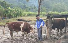 Sapi Presiden Prabowo Tiba di Gayo Lues, Warga Korban Banjir Rayakan Meugang dengan Haru