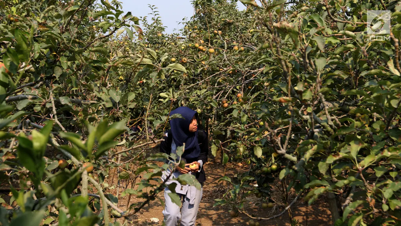 Tempat Wisata Petik Buah di Malang