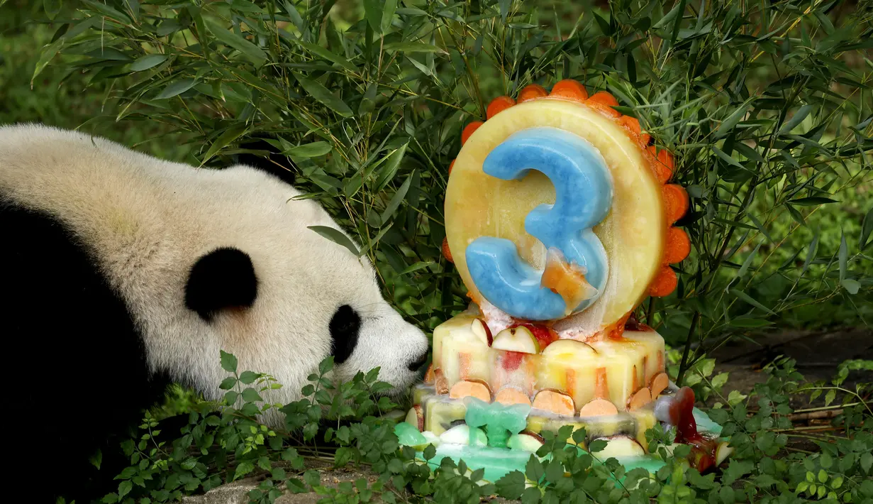 Staf perawatan hewan memberi Xiao Qi Ji kue buah-buahan ramah panda khusus yang dibuat oleh ahli gizi kebun binatang di pagi hari.  (AFP/Stefani Reynolds)
