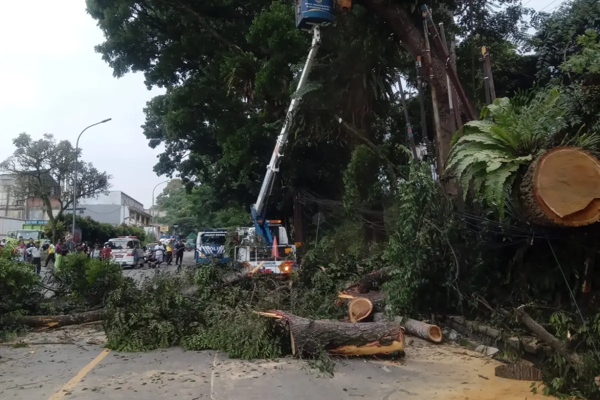 Insiden pohon tumbang di Jalan Raya Bogor-Sukabumi Desa Bitung Sari, Kecamatan Ciawi, Kabupaten Bogor. (Liputan6.com/Achmad Sudarno)