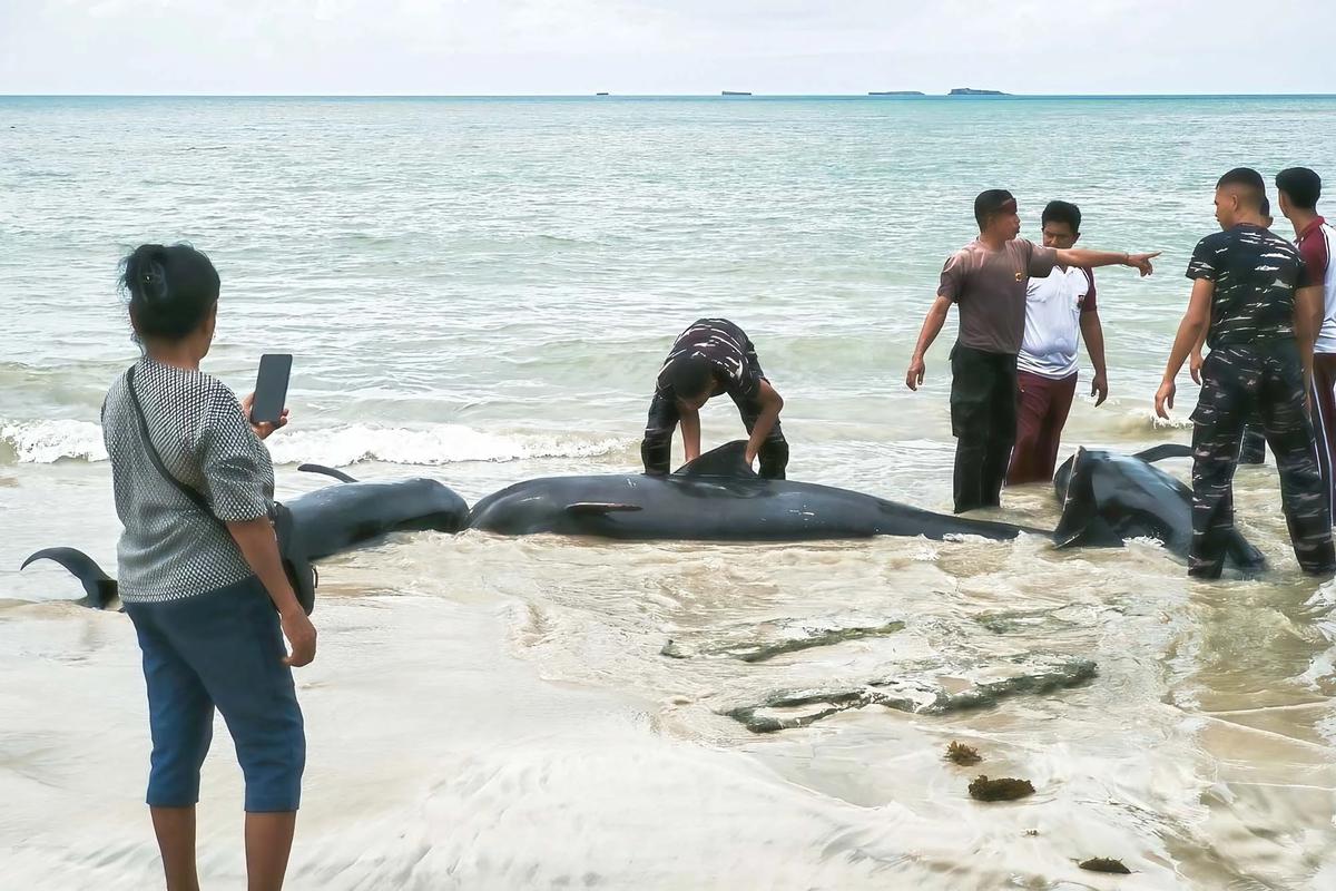 FOTO: Puluhan Paus Pilot Terdampar di Pantai Mbadokai NTT