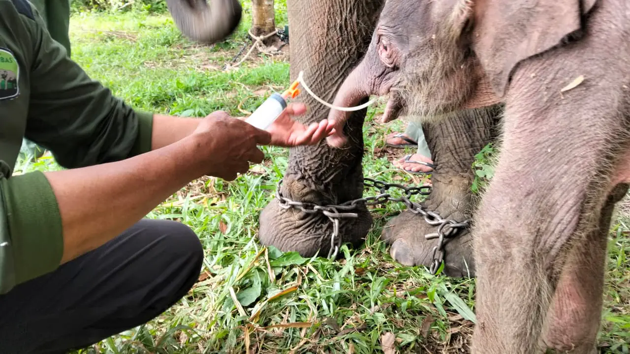Deretan Potret Bayi Gajah Sumatera Betina yang Baru Lahir di Way Kambas, Beratnya 64 Kilogram