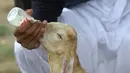 <p>Peternak Pakistan, Mohammad Hassan Narejo, memberi susu kepada anak kambing Simba, di Karachi pada 6 Juli 2022. Ketika Simba lahir, telinganya panjangnya 19 inci (48 cm). Seiring bertumbuh, telinganya pun memanjang tiga inci lagi hanya dalam waktu sebulan dan tidak menunjukkan tanda-tanda berhenti. (Asif HASSAN / AFP)</p>